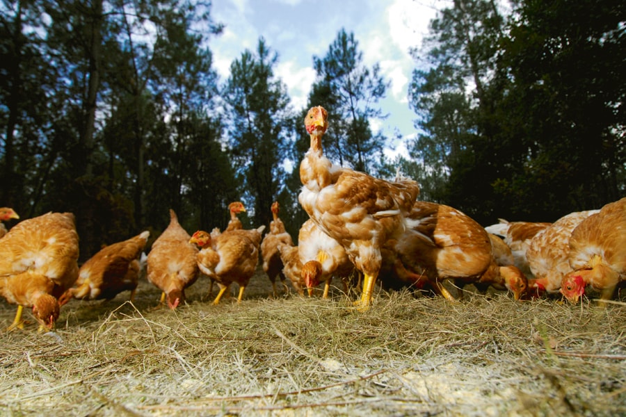 Quand les poules pondent durable Terra eco