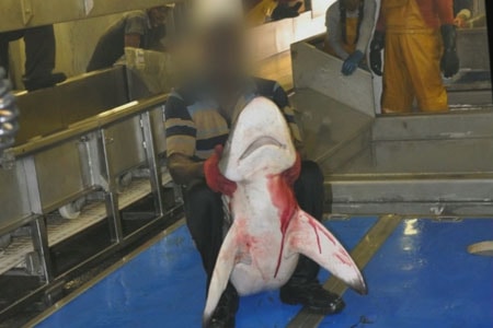 Un requin, pris accidentellement par un thonier français, lors d'une pêche sur DCP